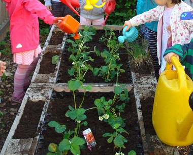 2 Erdbeeren pflanzen im Hochbeet1