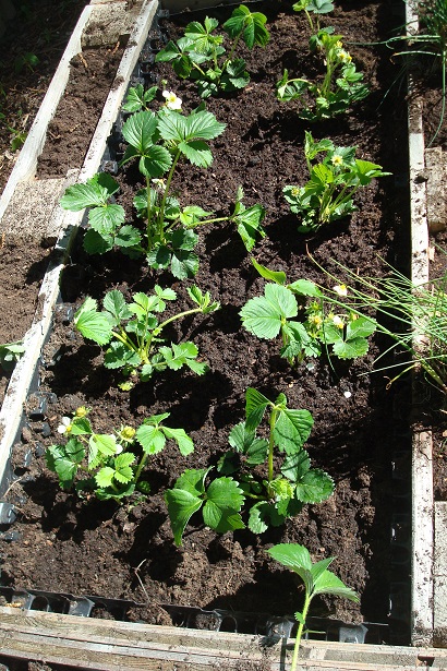 2 Erdbeeren pflanzen im Hochbeet2