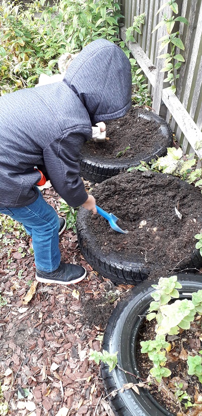 Kartoffeln im Garten 2